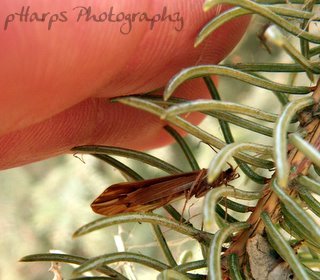 Snow Sedge