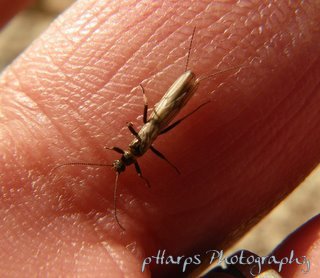 Winter Stonefly